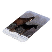 アラブのマーレ&フォールの雪 マグネット (左側)