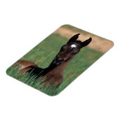 アラブの敵の打倒 マグネット (左側)