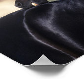 アラブの馬の引っかき ポスター (角)