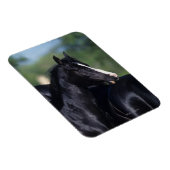 アラブの馬の引っかき マグネット (右側)