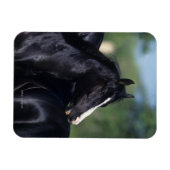 アラブの馬の引っかき マグネット (横)