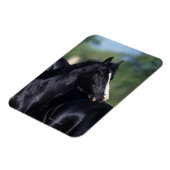 アラブの馬の引っかき マグネット (左側)