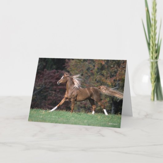 アラブスタリオンランニングの流れるマネと尾 カード (正面)