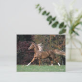 アラブスタリオンランニングの流れるマネと尾 ポストカード (スタンド正面)