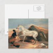 アラブスタリオン ポストカード (正面/裏面)