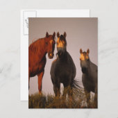 アラブズアットサンセット ポストカード (正面/裏面)