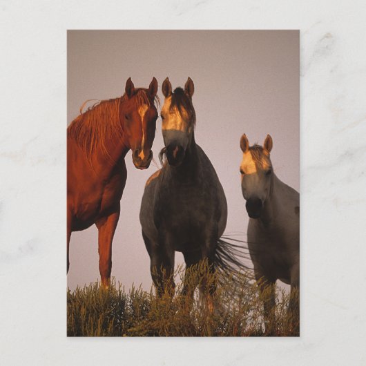 アラブズアットサンセット ポストカード (正面)