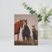 アラブズアットサンセット ポストカード (スタンド正面)