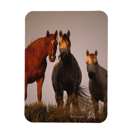 アラブズアットサンセット マグネット (縦)