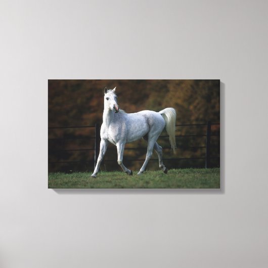 アラブホースランニングズ1 キャンバスプリント (正面)