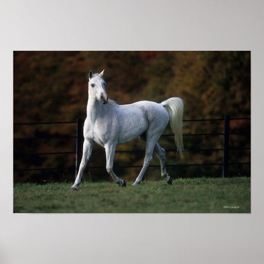 アラブホースランニングズ1 ポスター (正面)