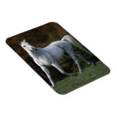 アラブホースランニングズ1 マグネット (右側)