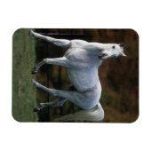 アラブホースランニングズ1 マグネット (横)