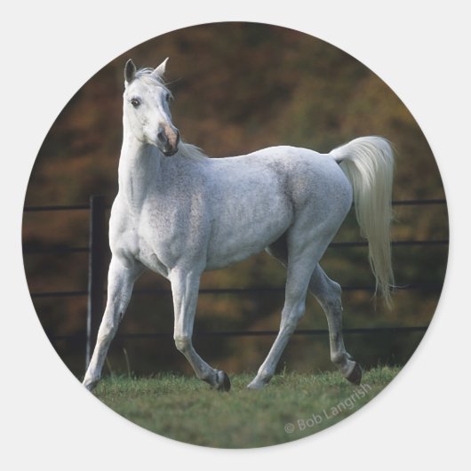 アラブホースランニングズ1 ラウンドシール (正面)