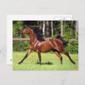 アラブホースランニングズ2 ポストカード (正面/裏面)