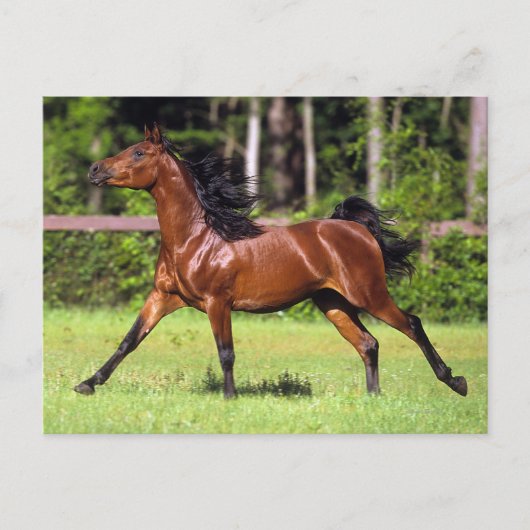 アラブホースランニングズ2 ポストカード (正面)