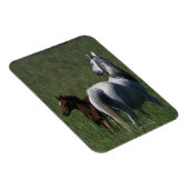 アラブマーレ&フォール マグネット (右側)