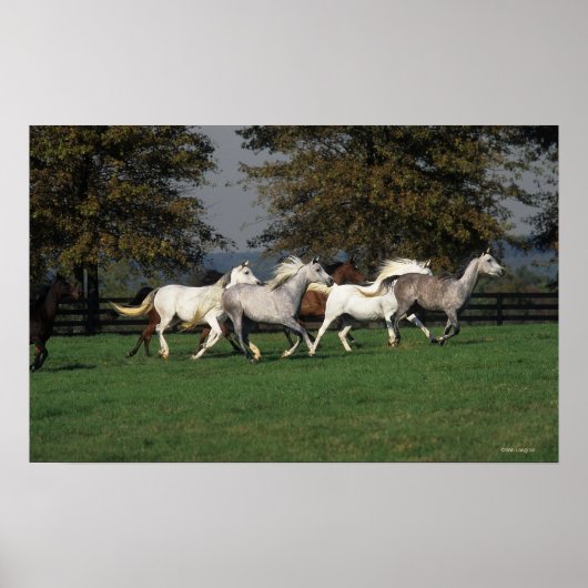 アラブランニングスのフィールド ポスター (正面)