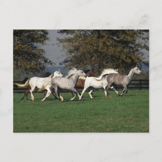 アラブランニングスのフィールド ポストカード (正面)