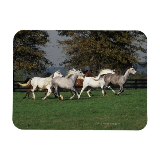 アラブランニングスのフィールド マグネット (横)