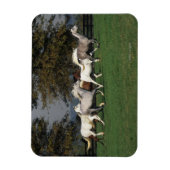 アラブランニングスのフィールド マグネット (縦)