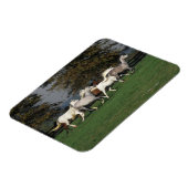 アラブランニングスのフィールド マグネット (左側)