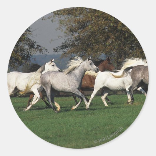 アラブランニングスのフィールド ラウンドシール (正面)