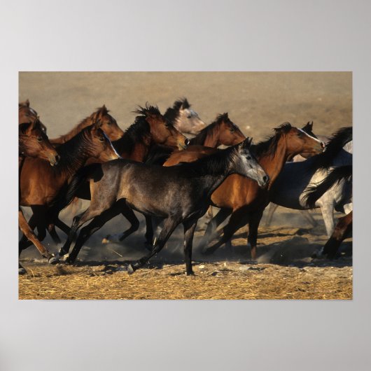 アラブランニングスの砂漠の ポスター (正面)