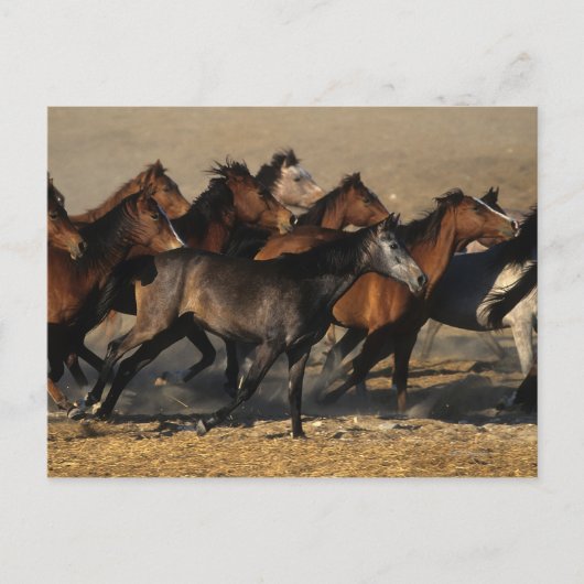 アラブランニングスの砂漠の ポストカード (正面)