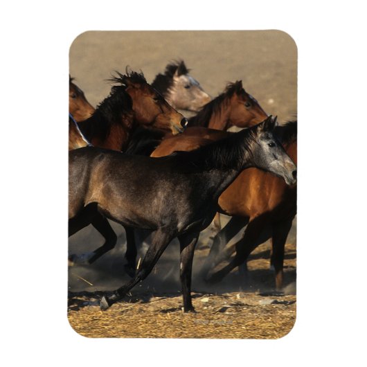 アラブランニングスの砂漠の マグネット (縦)