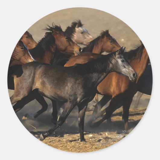 アラブランニングスの砂漠の ラウンドシール (正面)