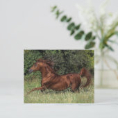 アラブランニングスタリオンの芝生 ポストカード (スタンド正面)