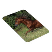 アラブランニングスタリオンの芝生 マグネット (右側)