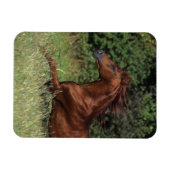 アラブランニングスタリオンの芝生 マグネット (横)