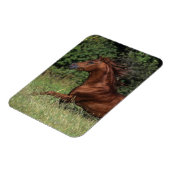 アラブランニングスタリオンの芝生 マグネット (左側)