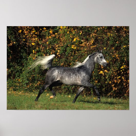 アラブランニングス諸島：秋 ポスター (正面)