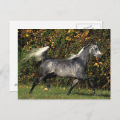 アラブランニングス諸島：秋 ポストカード (正面/裏面)