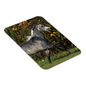 アラブランニングス諸島：秋 マグネット (右側)