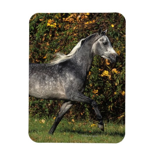 アラブランニングス諸島：秋 マグネット (縦)