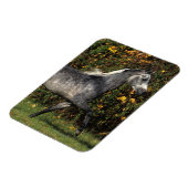 アラブランニングス諸島：秋 マグネット (左側)