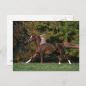 アラブランニング馬の草原 ポストカード (正面/裏面)