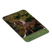 アラブランニング馬の草原 マグネット (右側)