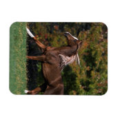 アラブランニング馬の草原 マグネット (横)