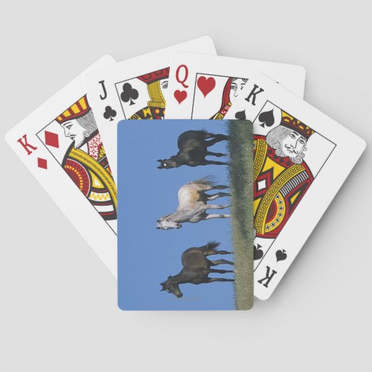 アラブ人のグループ トランプ (裏面)