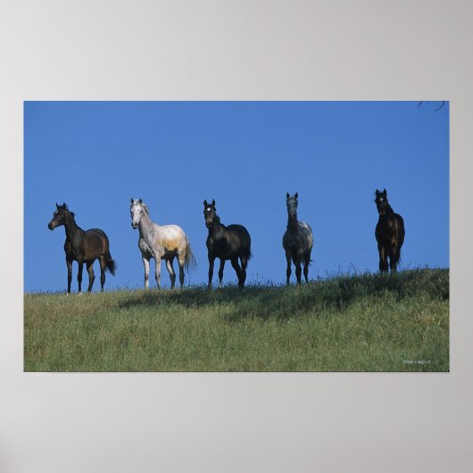 アラブ人グループ ポスター (正面)