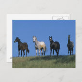 アラブ人グループ ポストカード (正面/裏面)