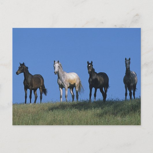 アラブ人グループ ポストカード (正面)