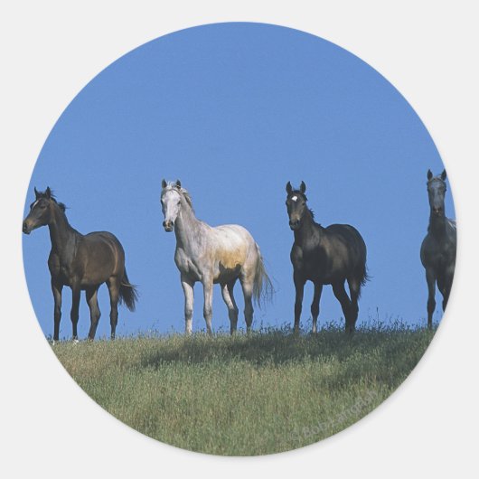 アラブ人グループ ラウンドシール (正面)