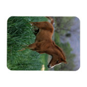 アラブ戦士常駐国 マグネット (横)