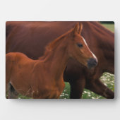 アラブ馬と母馬 フォトプラーク (正面)